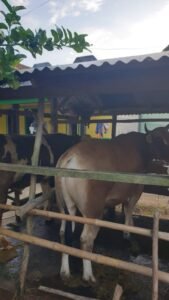 Bantuan Sapi Bergilir dijual Kelompok, Dinas Pertanian Kabupaten Muratara Buka Suara