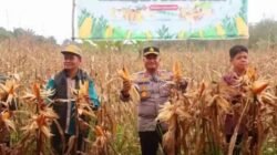 Muratara Panen Raya jagung Serentak Kuartal l Tahun 2026