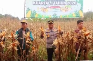 Muratara Panen Raya jagung Serentak Kuartal l Tahun 2026
