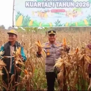 Muratara Panen Raya jagung Serentak Kuartal l Tahun 2026
