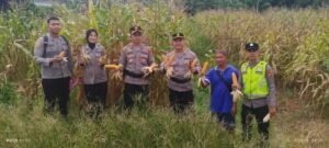 PJU Polres Musi Rawaa Utara Panen Jagung.